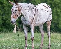 ranch-work-mule