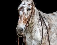 trail-mule