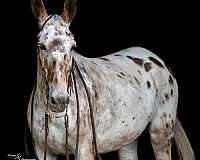 ridden-western-mule