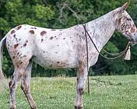 ridden-english-mule