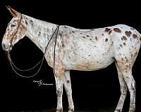 trail-riding-mule