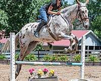 bay-mule-mare