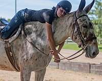 bay-athletic-horse