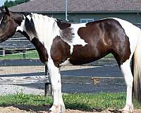 well-broke-pinto-pony