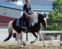 mare-pinto-pony