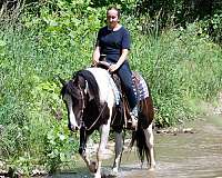 all-around-pinto-pony
