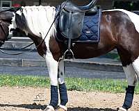 driving-pinto-pony
