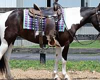 husband-safe-pinto-pony