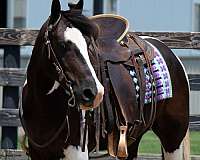 lesson-pinto-pony