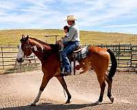 bay-overo-classical-horse