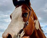 bay-overo-equit-horse
