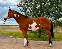 equit-quarter-horse