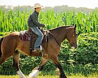 all-around-clydesdale-horse