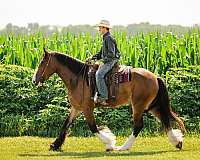 athletic-clydesdale-horse