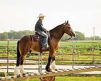 cross-clydesdale-horse