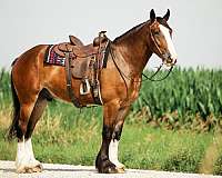 dressage-clydesdale-horse