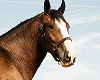 driving-clydesdale-horse