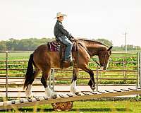 draft-clydesdale-horse