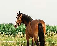 flashy-clydesdale-horse