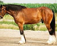 kid-safe-clydesdale-horse