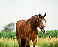 parade-clydesdale-horse