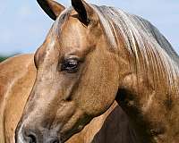 flashy-quarter-horse