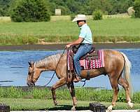 athletic-quarter-horse