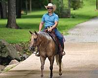 performance-quarter-horse