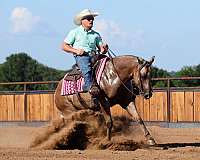 ranch-quarter-horse