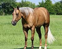 ranch-work-quarter-horse