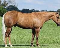 reining-quarter-horse