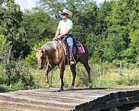 show-quarter-horse