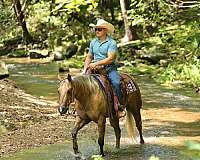 trail-quarter-horse