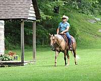 trail-riding-quarter-horse
