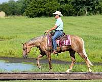 western-riding-quarter-horse