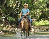 working-cattle-quarter-horse
