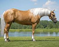 flashy-quarter-horse