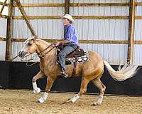 athletic-quarter-horse