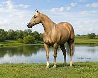 husband-safe-quarter-horse