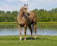performance-quarter-horse
