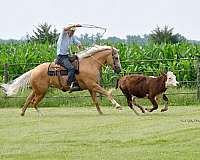 ranch-versatility-quarter-horse