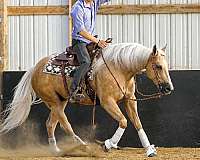 ranch-work-quarter-horse