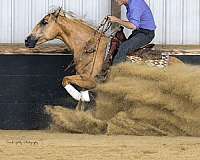 reining-quarter-horse