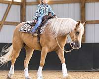 show-quarter-horse