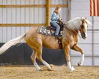 trail-quarter-horse