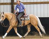 working-cattle-quarter-horse