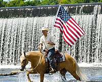 western-riding-quarter-horse