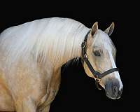 trail-riding-quarter-horse