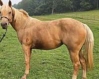 dogs-filly
