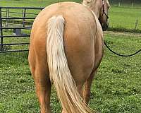 ropes-filly
